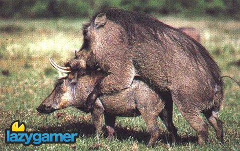 warthogs