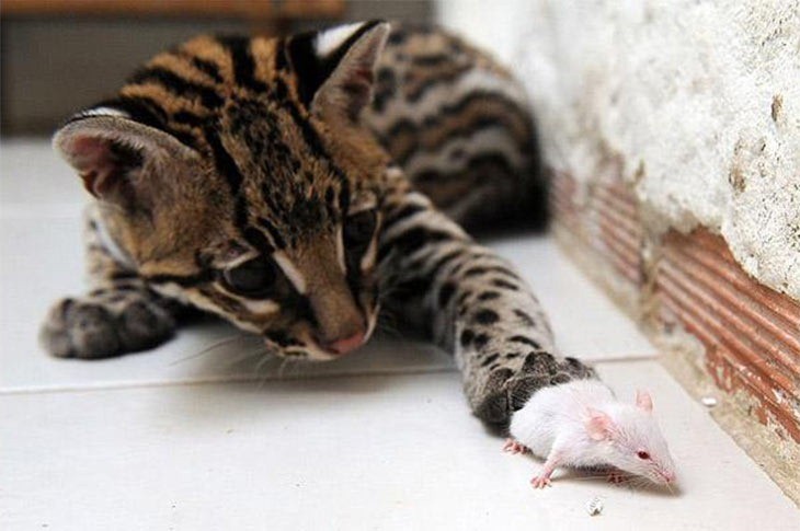 Cat-and-mouse
