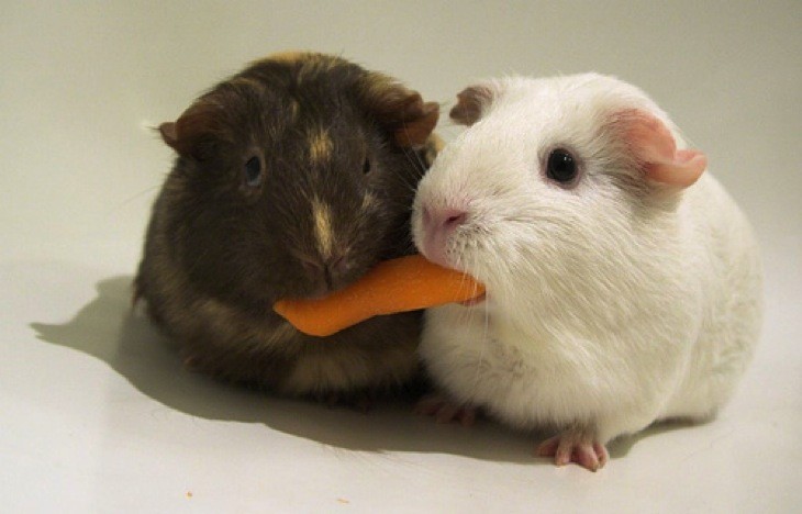 Sharing guinea pigs